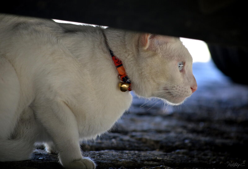 White Cat under Car