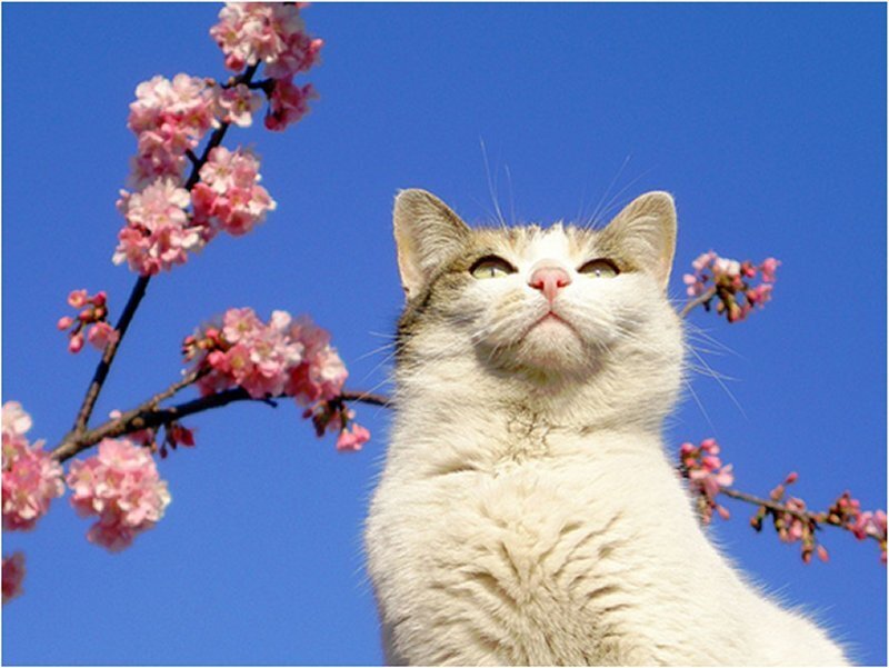 White Cat under Cherry Blossoms