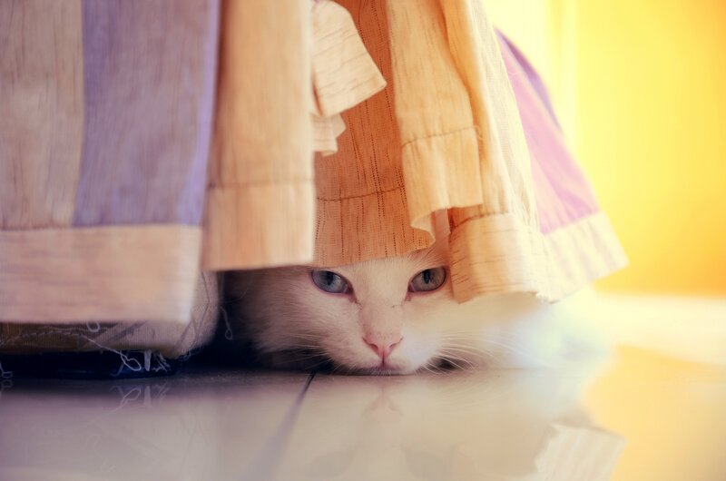 White Cat under Clothes