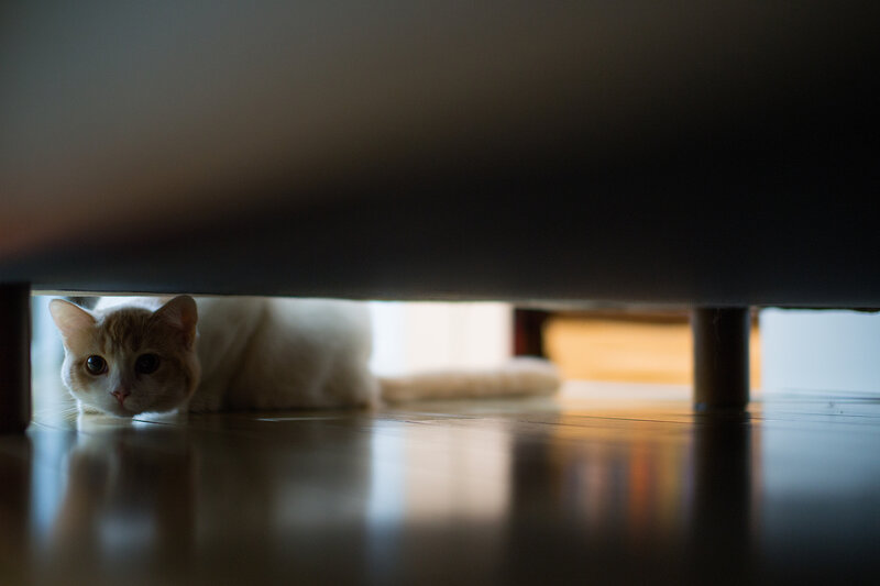 White Cat under Furniture — Curious, Photograph