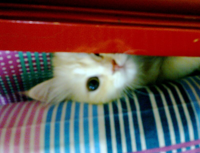 White Cat under Furniture