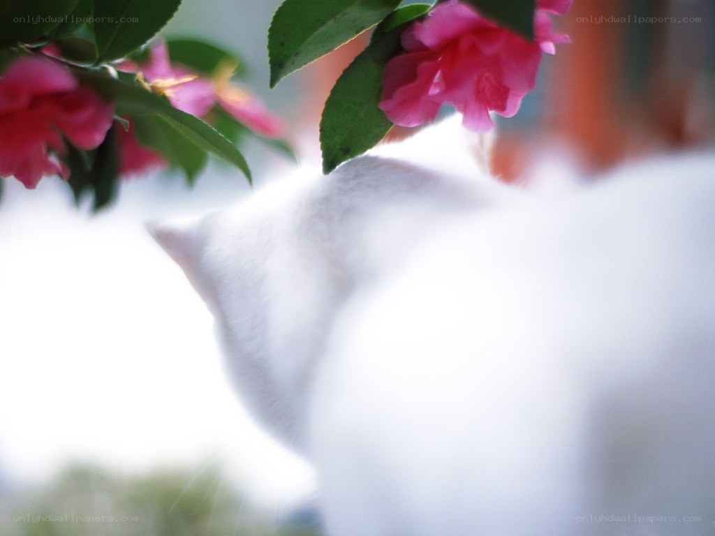 white cat under pink flowers