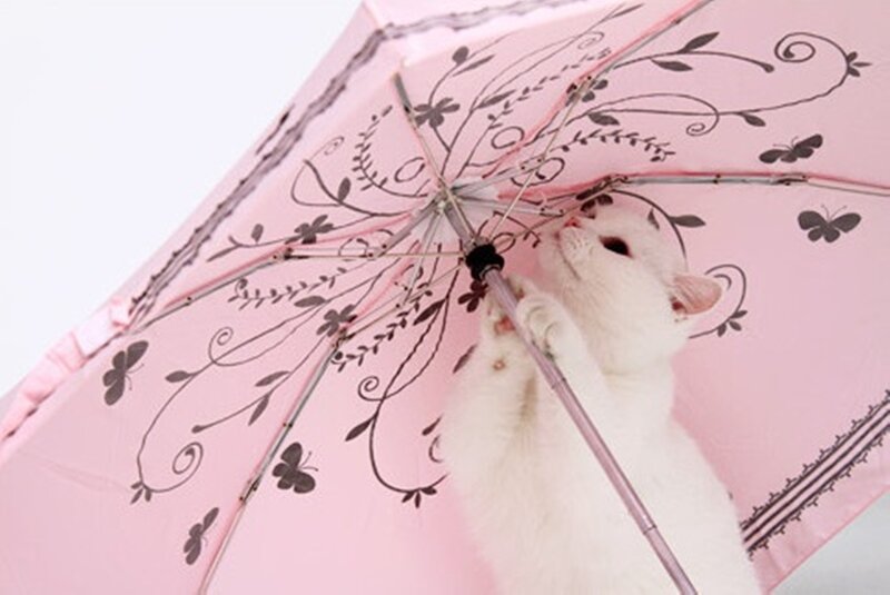 White Cat under Umbrella