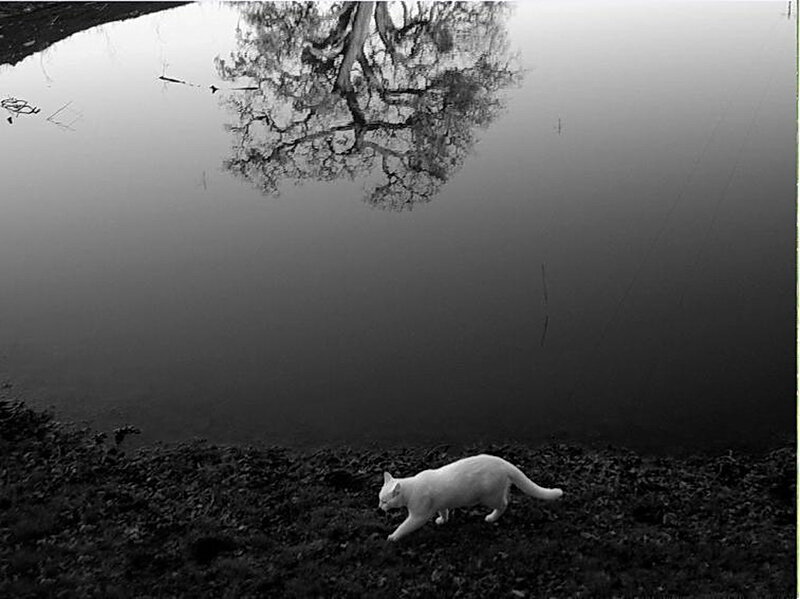 White Cat Walking — Black