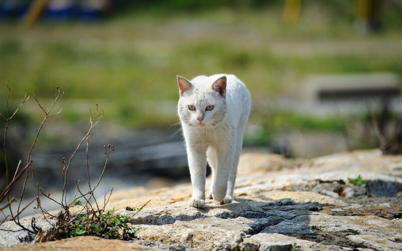 White Cat Walking — Calm, Afternoon