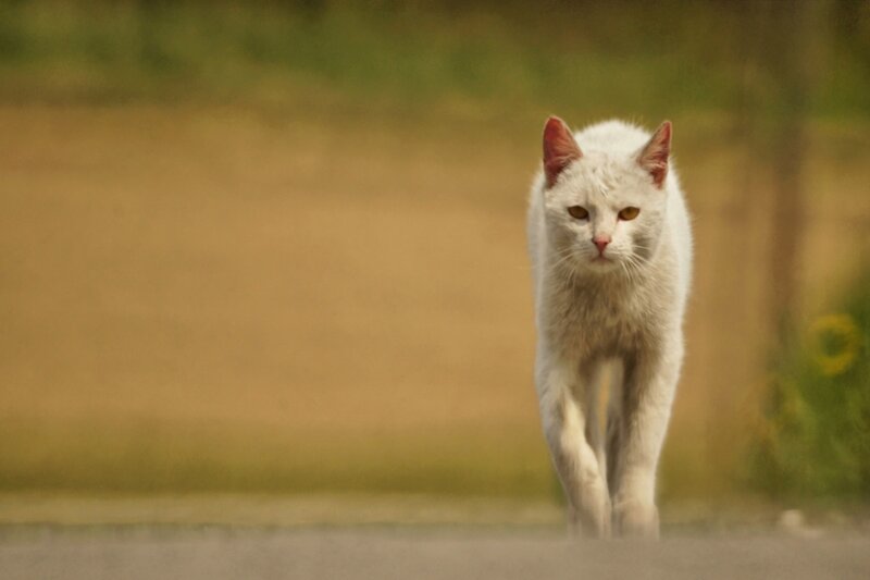 White Cat Walking — Calm