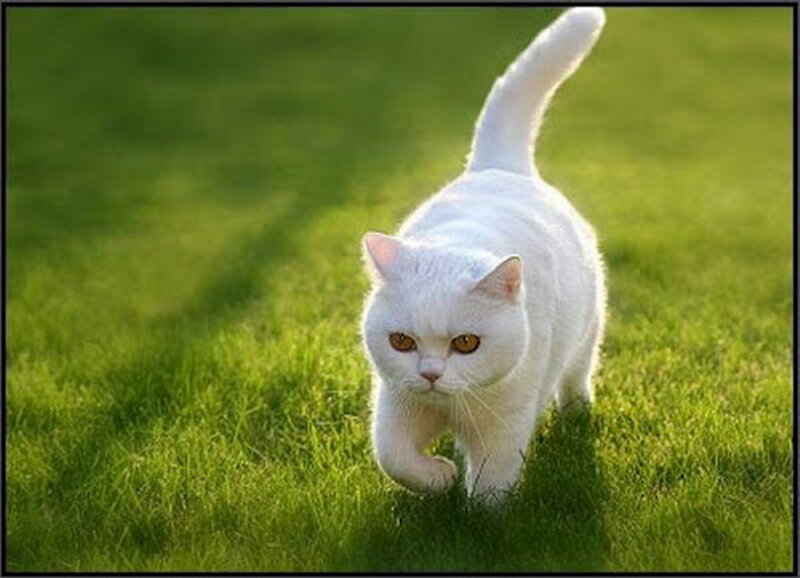 White Cat Walking — Green