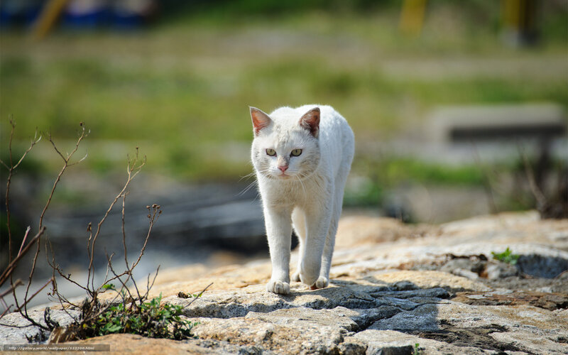 White cat walking on rocks