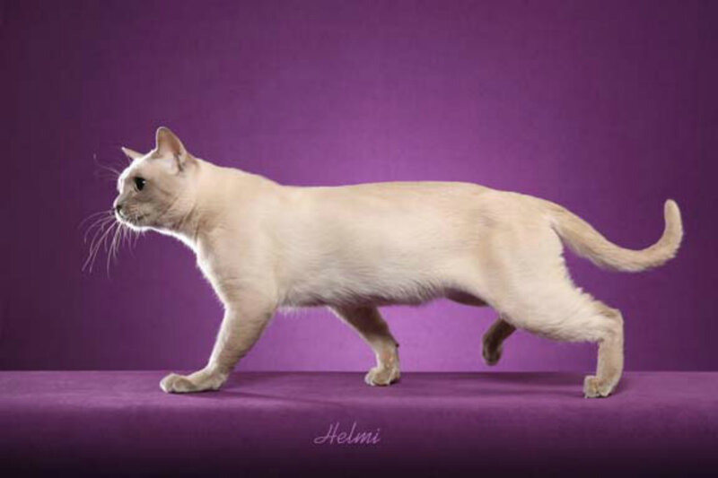 White Cat Walking — Purple