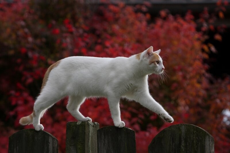 White Cat Walking