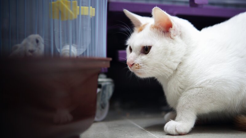 White Cat Watching Hamster