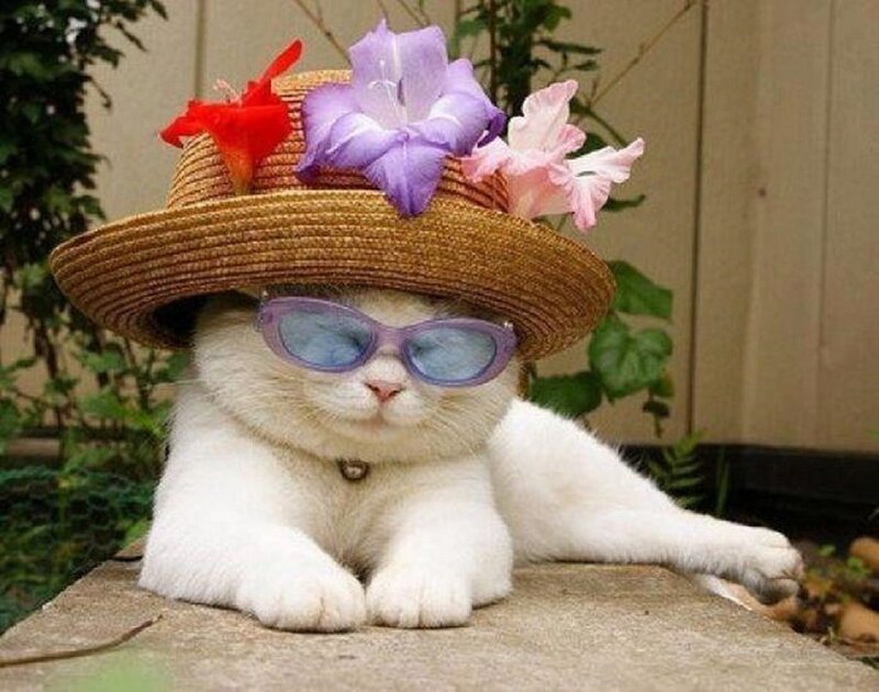 White Cat Wearing Hat — Calm, Afternoon