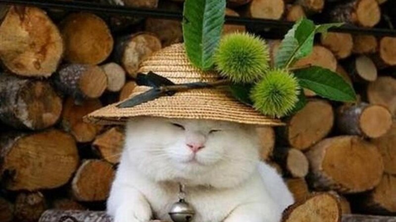 White Cat Wearing Hat — Calm, Photograph