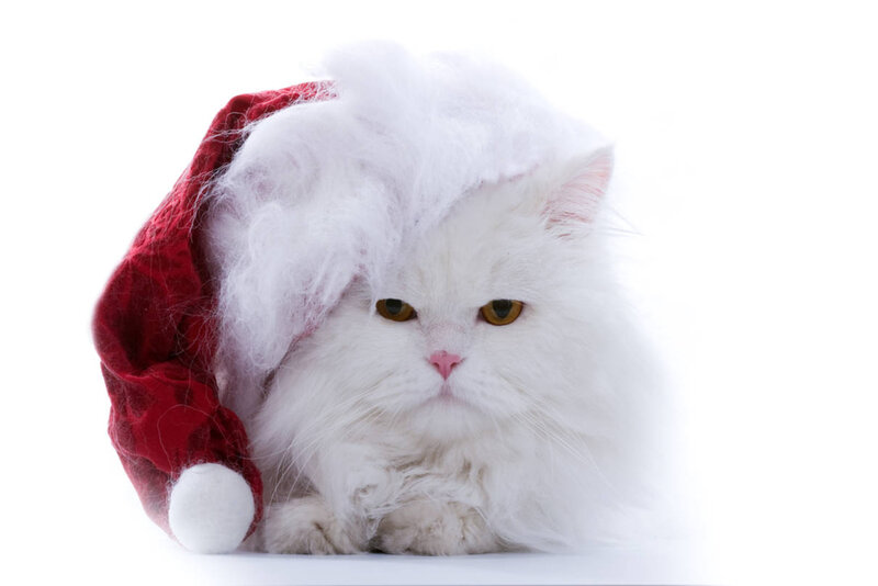 White Cat Wearing Hat — Calm