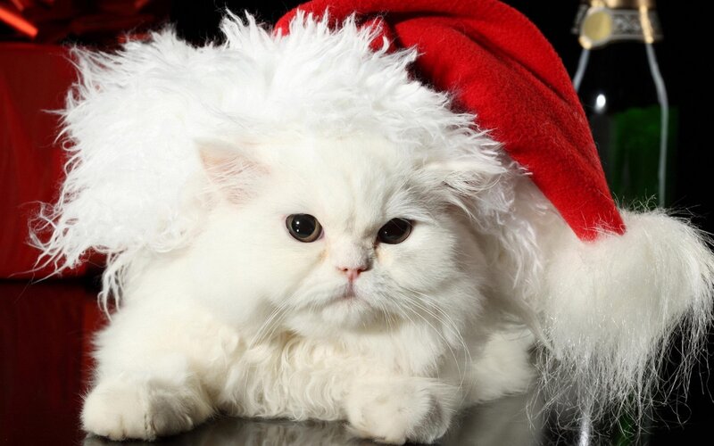 White Cat Wearing Hat — Festive, Photograph, Bottle