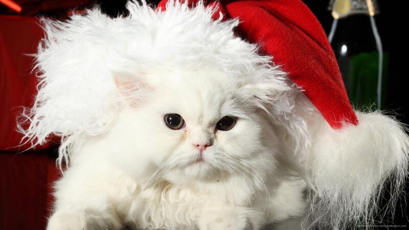 White Cat Wearing Hat — Festive, Photograph