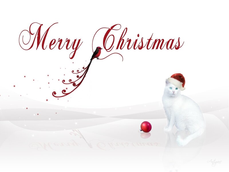 White Cat Wearing Hat — Festive