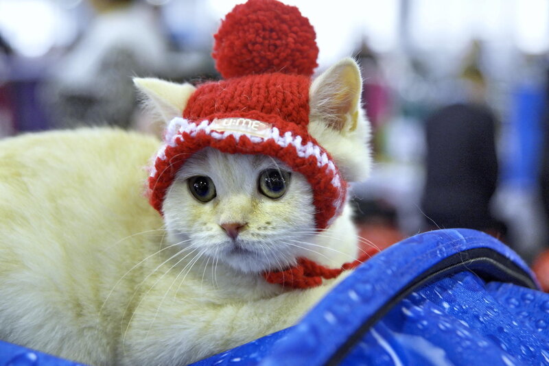White Cat Wearing Hat — Red