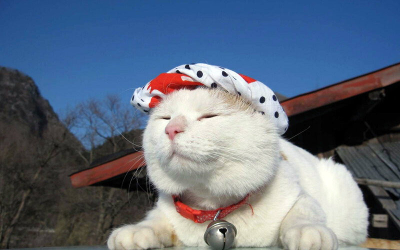 White Cat Wearing Hat — Serene