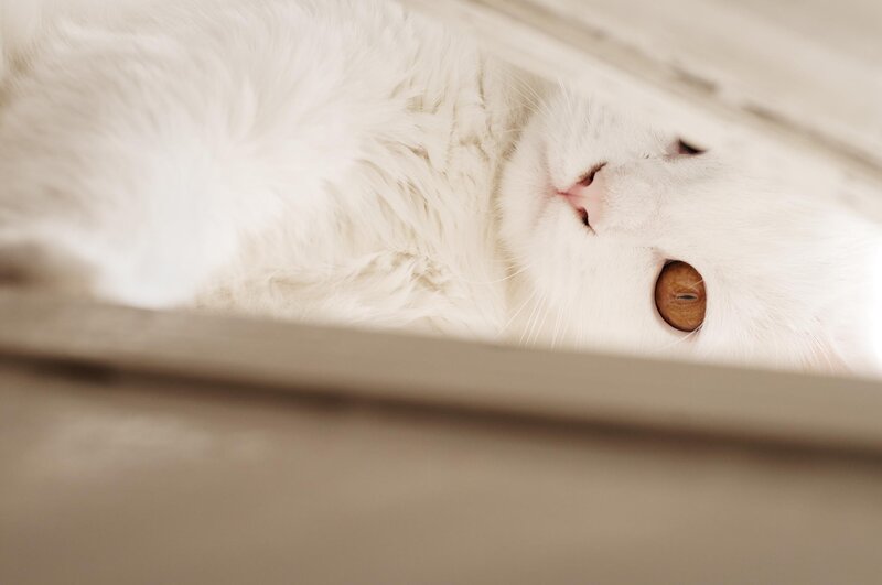 White Cat with Amber Eyes — Calm