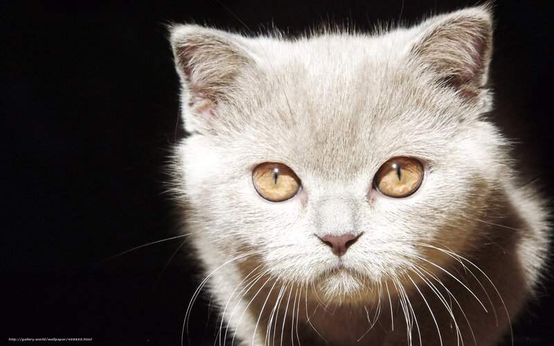 White Cat with Amber Eyes — Dramatic, Photograph