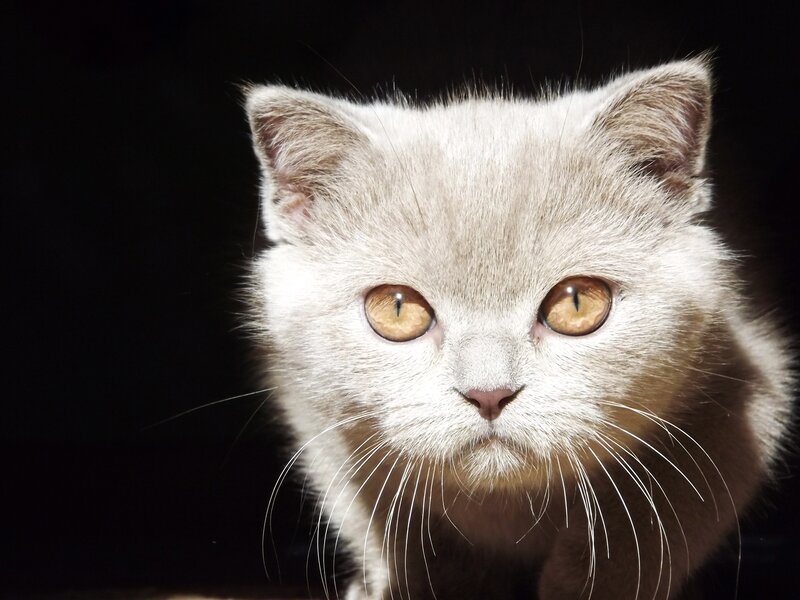 White Cat with Amber Eyes — Dramatic, Photograph, Whiskers