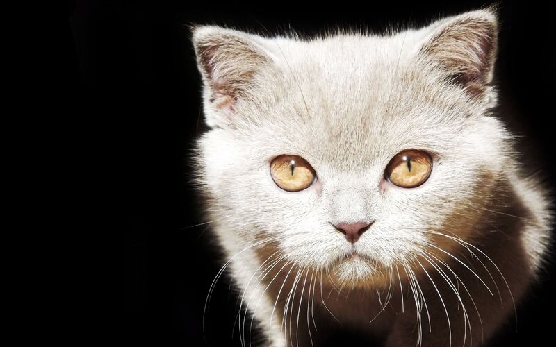 White Cat with Amber Eyes — Dramatic