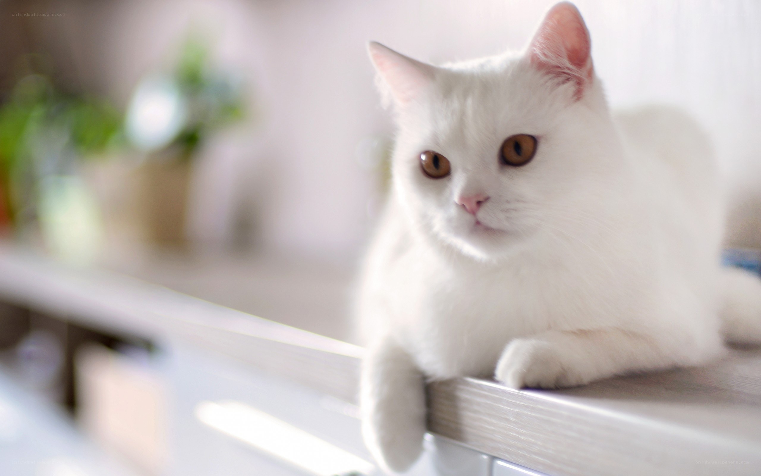 white cat with amber eyes