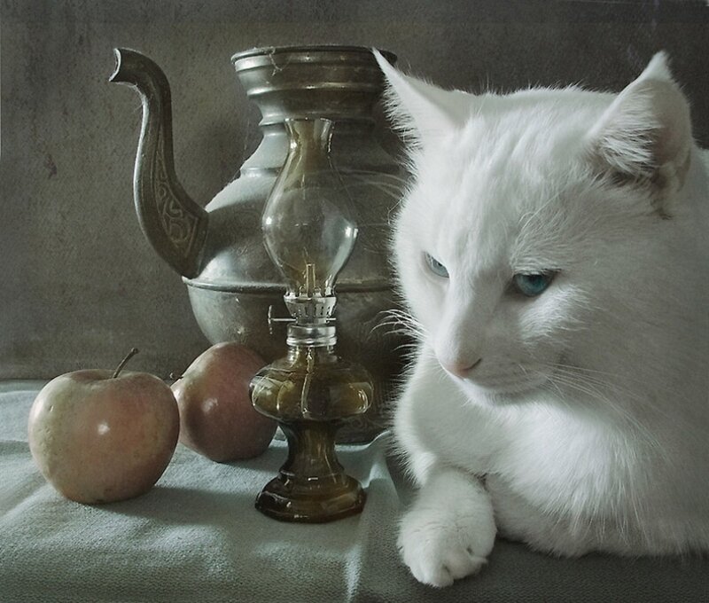 White cat with apples and lamp