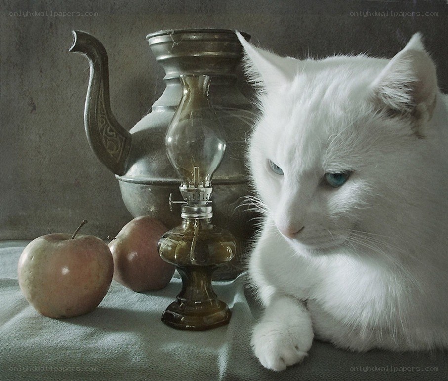 White cat with apples and lamp