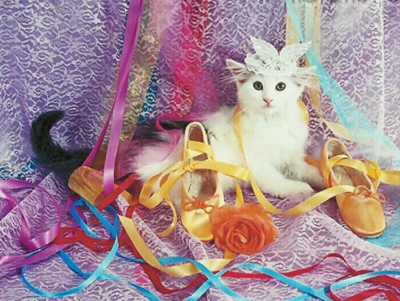 White Cat with Ballet Shoes