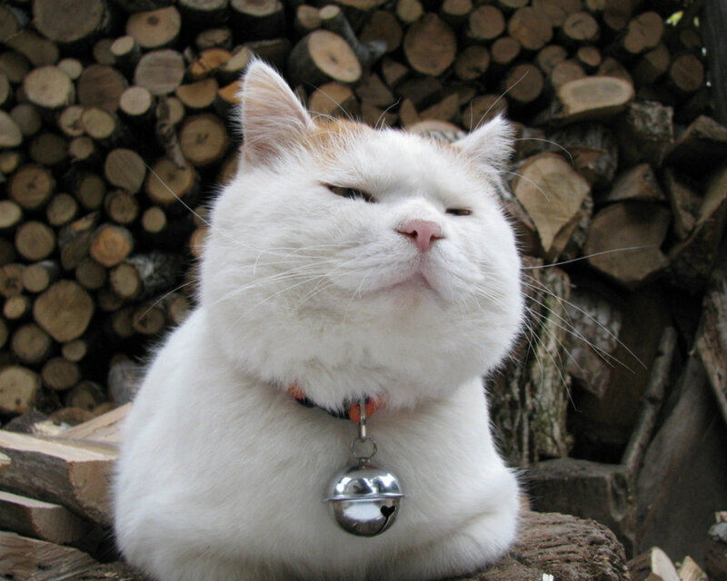 White Cat with Bell — Calm, Photograph, Firewood