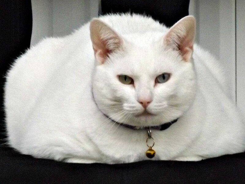 White Cat with Bell — Calm, Photograph