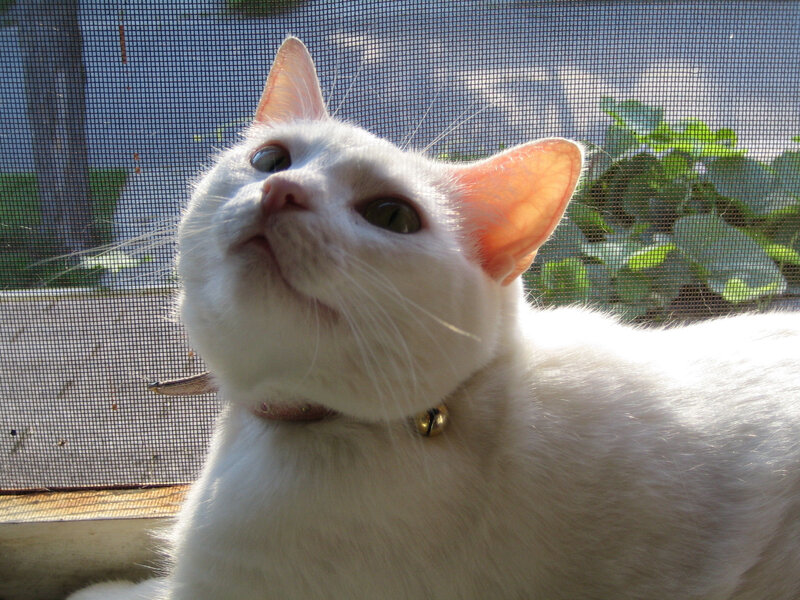 White Cat with Bell — Calm