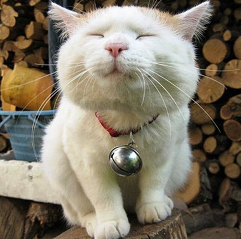White Cat with Bell