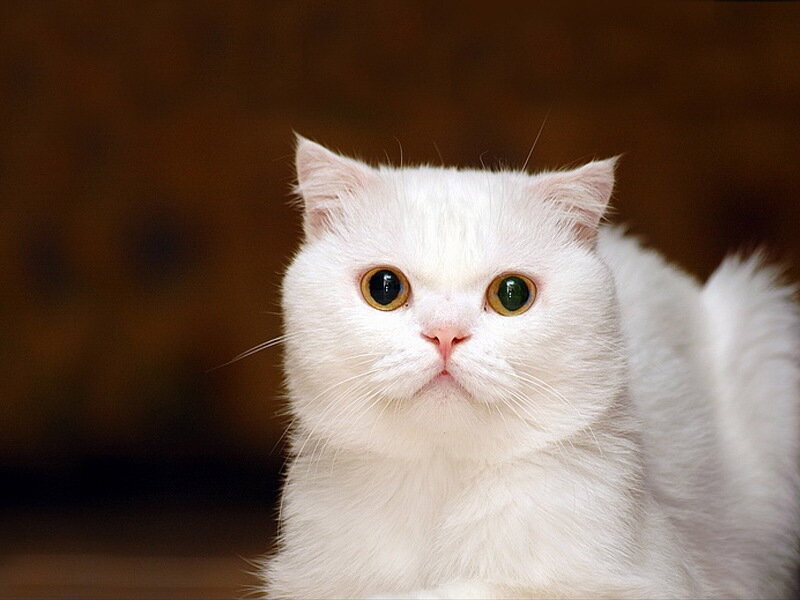 white cat with big eyes
