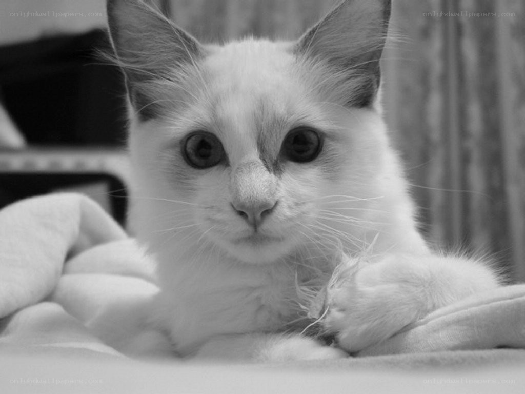 white cat with big eyes
