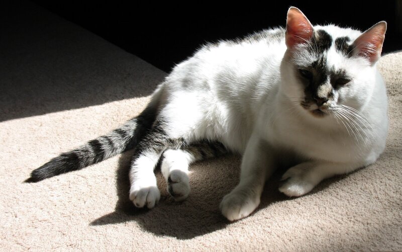 White Cat with Black Markings — Calm, Afternoon