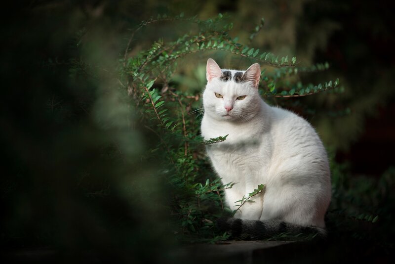 White Cat with Black Markings — Calm