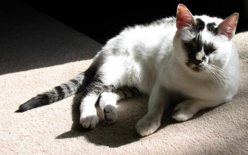 White Cat with Black Markings