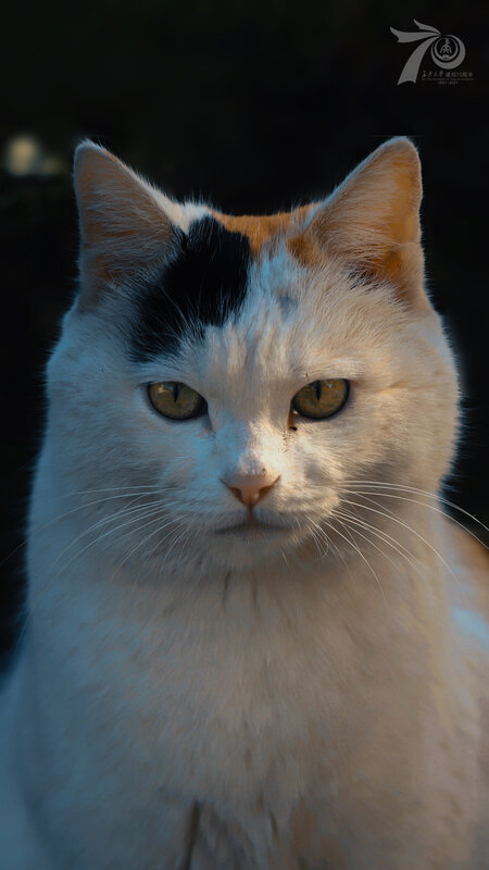 White Cat with Black Patch — Calm, Photograph