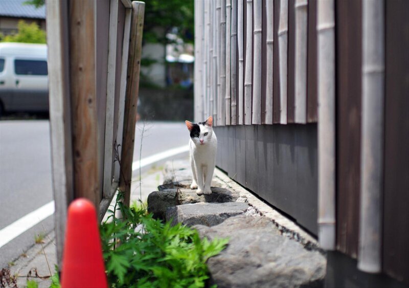 White Cat with Black Patch — Calm