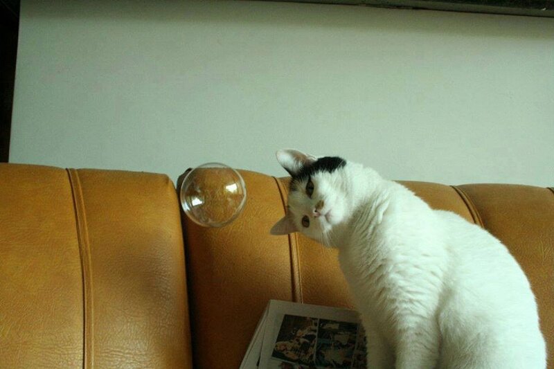 White Cat with Black Patch — Curious