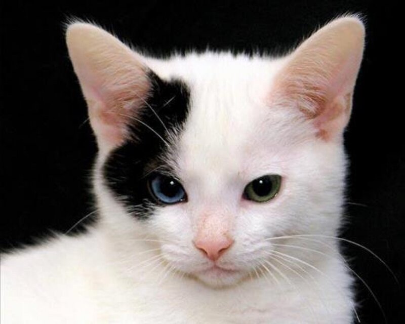 White Cat with Black Patch — Neutral
