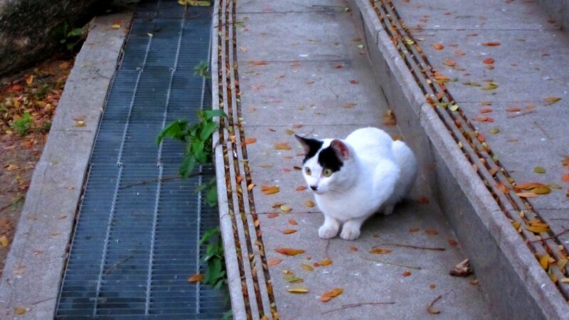 White Cat with Black Patch