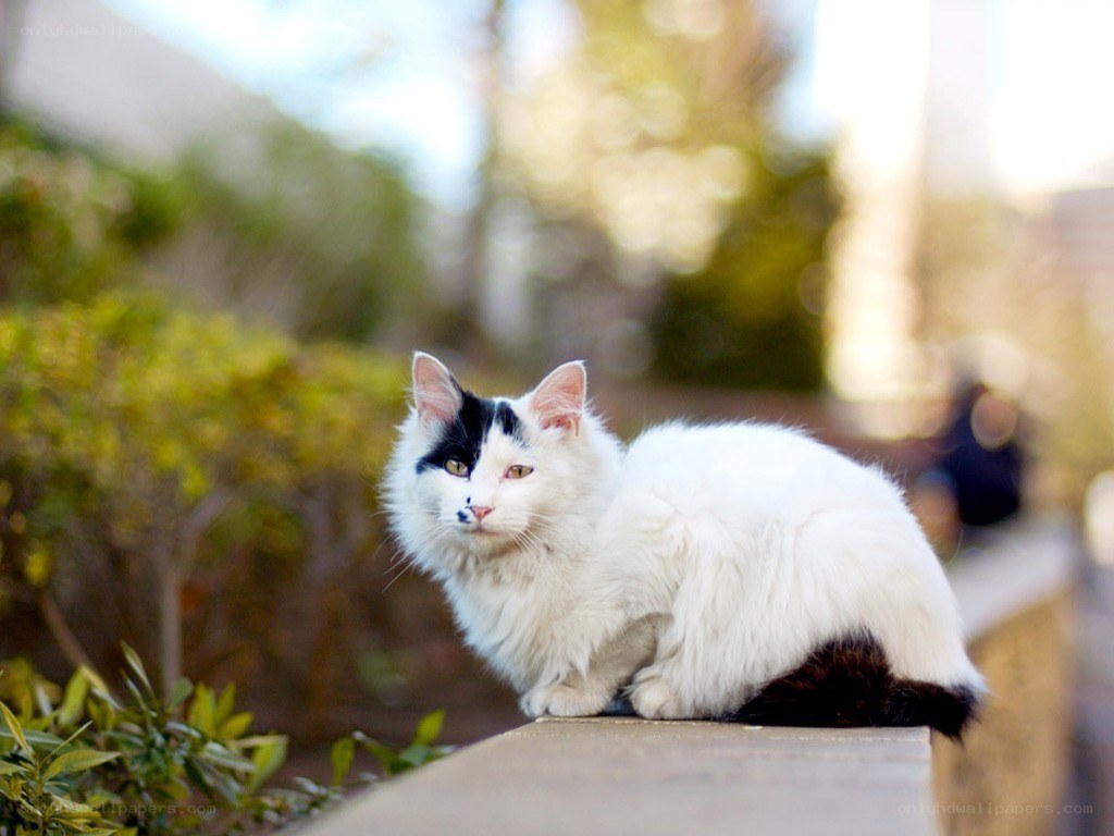 white cat with black patches