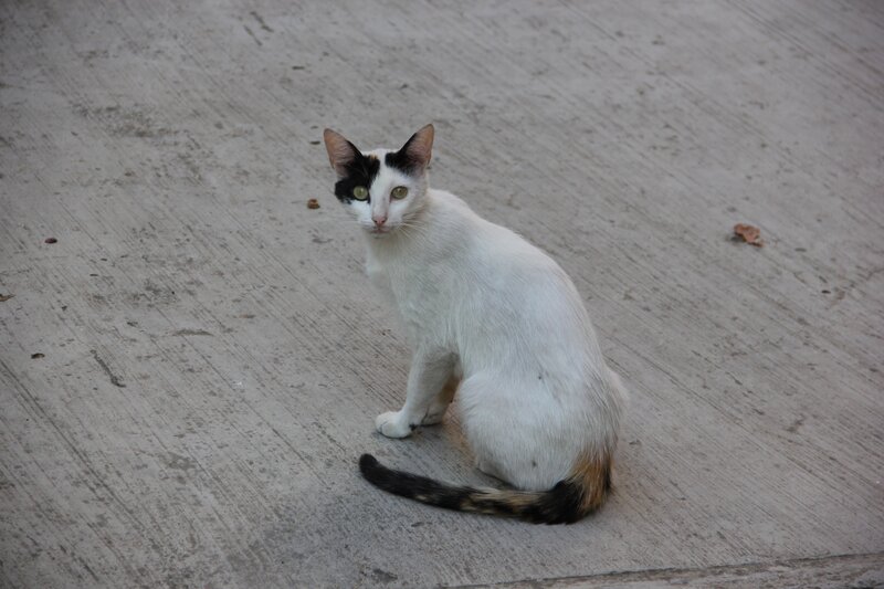 white cat with black patches