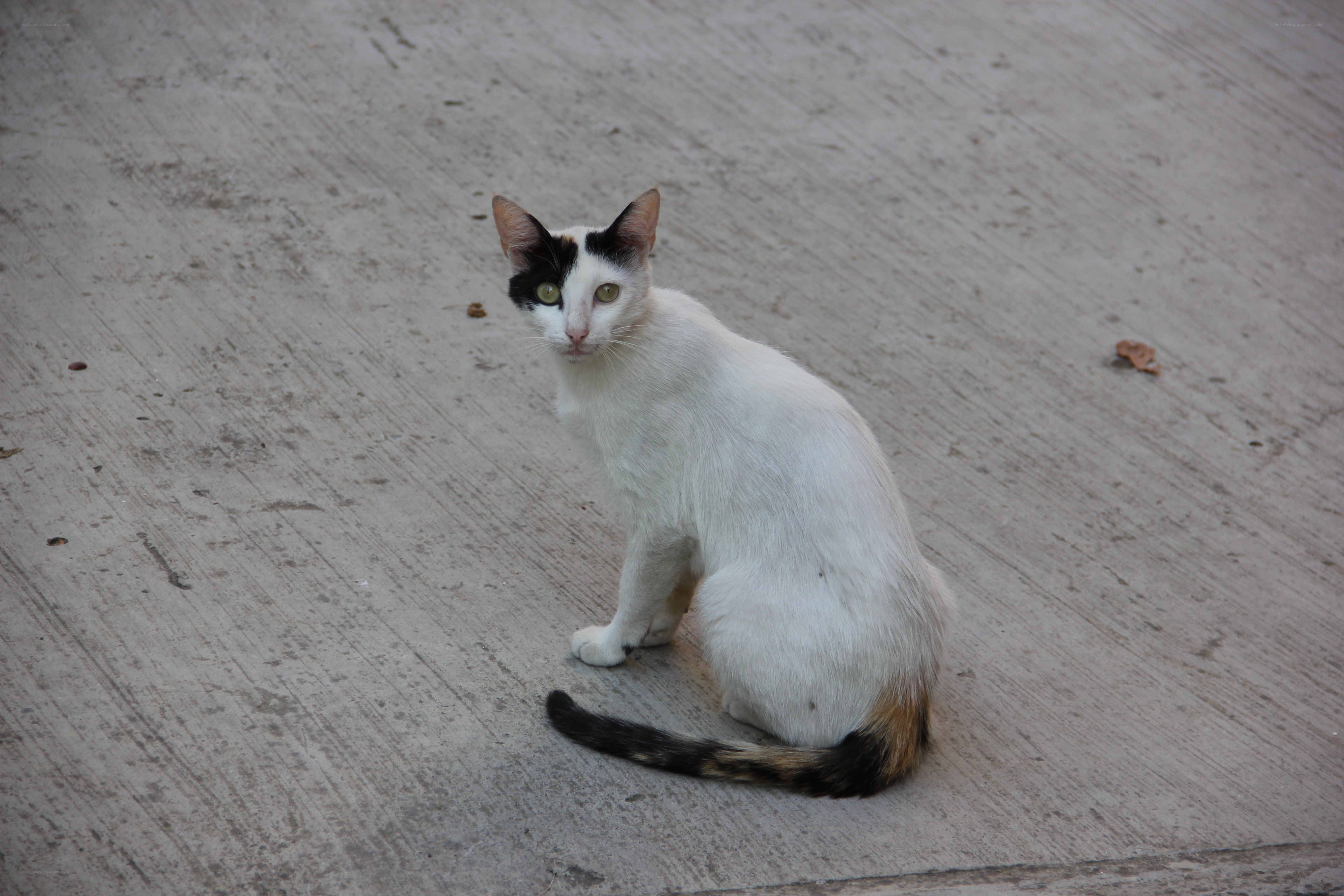 white cat with black patches