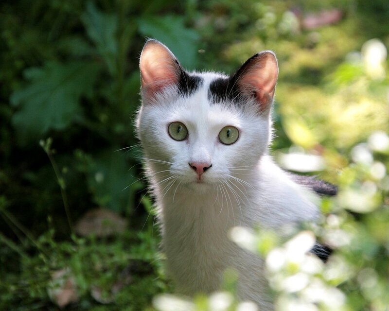 White Cat with Black Patches — Calm, Afternoon