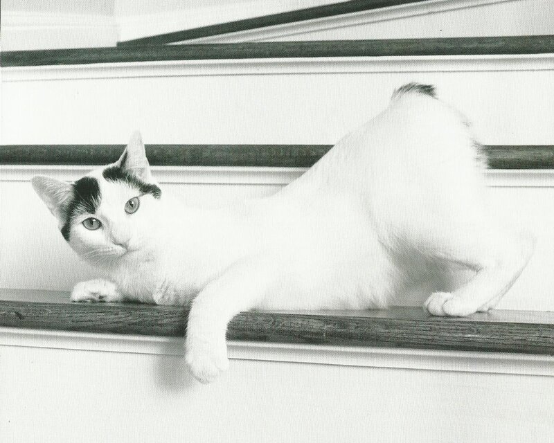 White Cat with Black Patches — Calm, Photograph